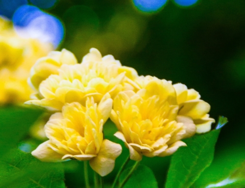 Newsletter de Pâques 🌼 | Dans la joie de la résurrection