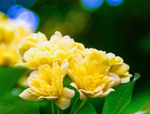 FAFCE Oster-Newsletter 🌼 | In der Freude der Auferstehung