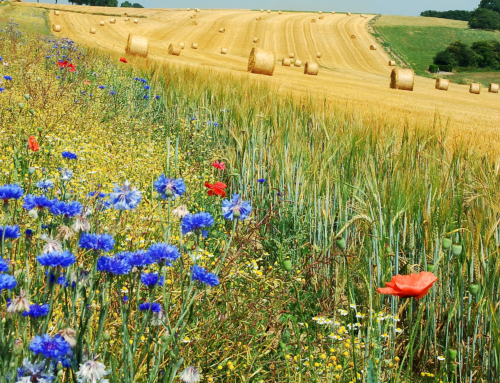 Newsletter d’été de la FAFCE